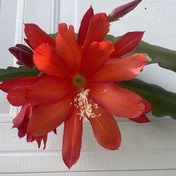 Orchid Cactus- Epiphyllum - Red Color Flower