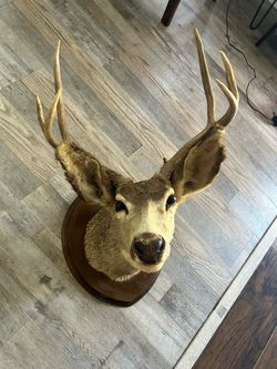 Deer Head Taxidermy Mount with Antlers