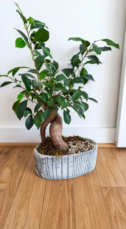 plant