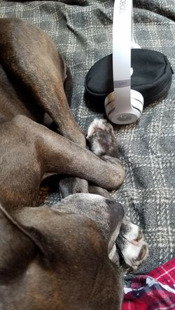 Beats by Dre Solo 3's