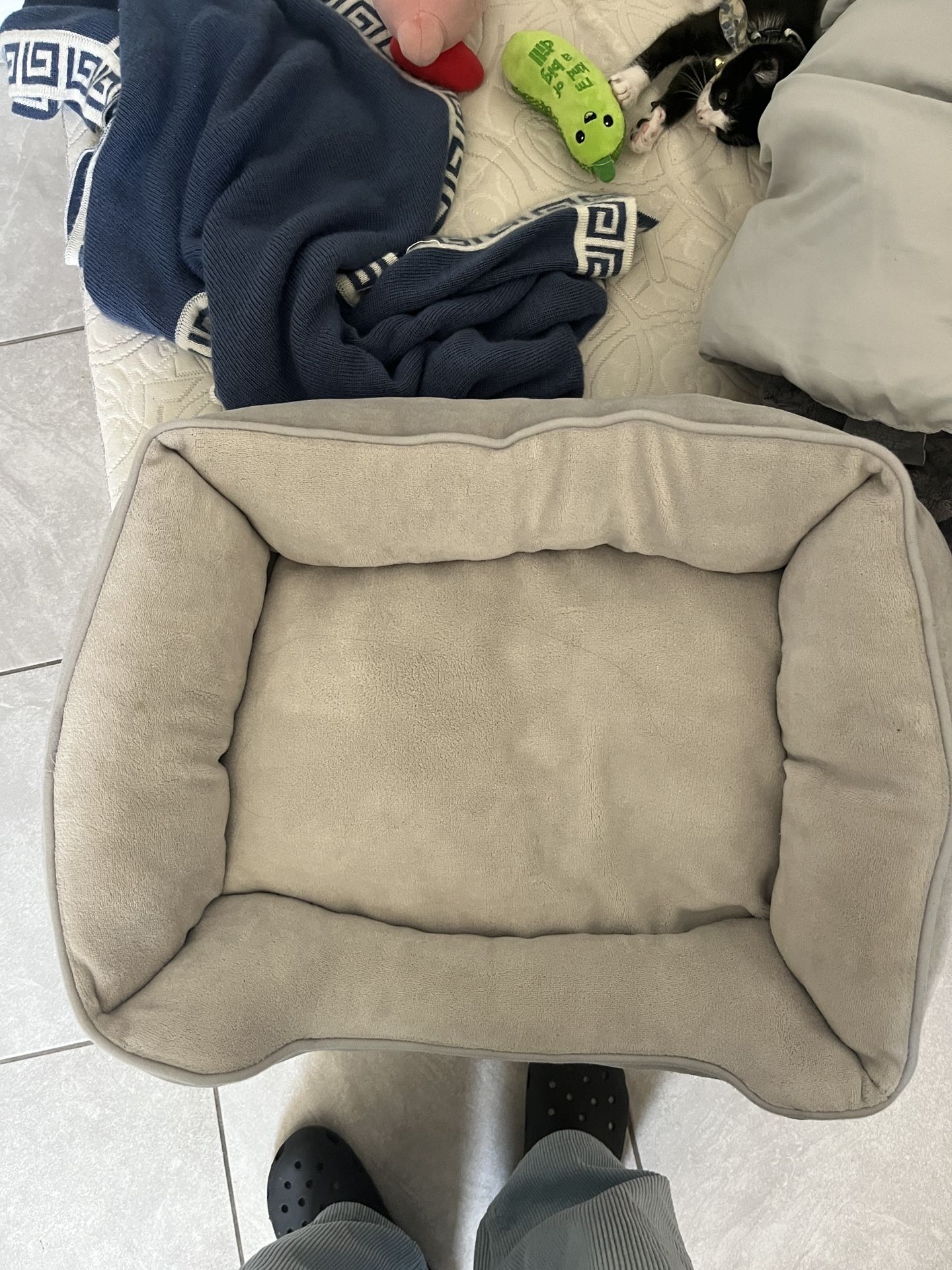 Cat Bed