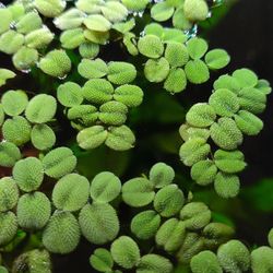Salvinia Minima