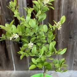 Semi Dwarf Flowering & Fruiting Mexican Key Lime Citrus Fruit Tree Live Plant  Cash only  