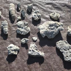 Marine Life Fossilized Concretions in Rock 