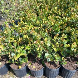 Cocoplum Hedges 3gl $6