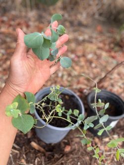 2 gallon pot baby blue eucalyptus, exact plant 95820 (lots of new growth)