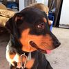 Stella