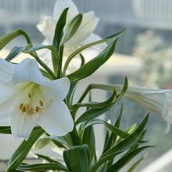 Beautiful White Easter Lily Plant