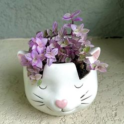 Tradescantia Pink Panther Plant 