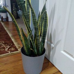 Plant