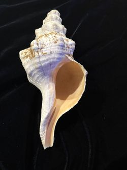 Large Natural Conch Sea Shell 12” Real Decorative Specimen 2lb Coastal Decor