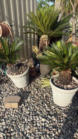 Sego palms - plants