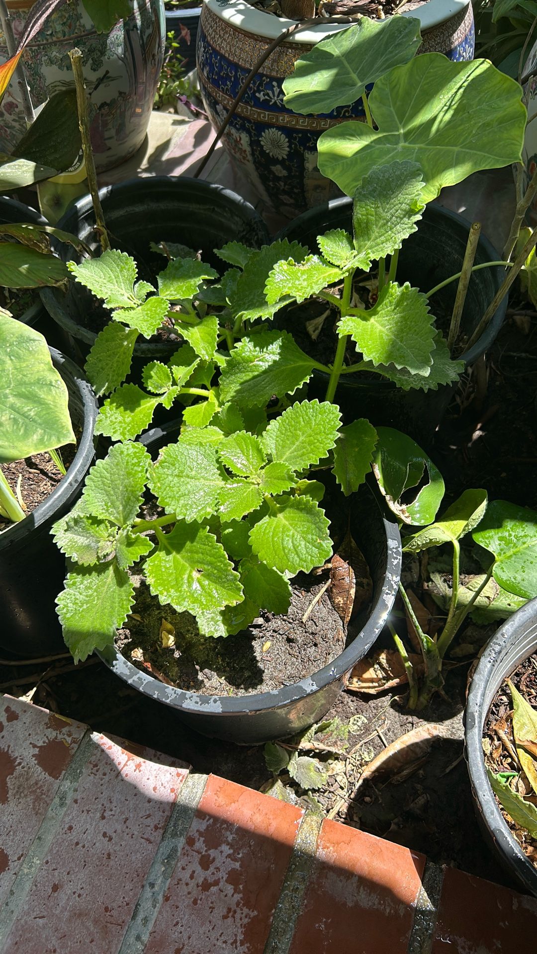 Cuba Oregano 