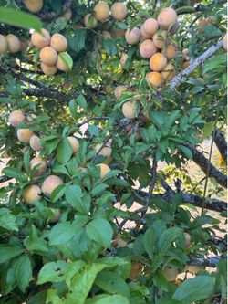 Yellow shiro plums