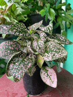 Hypoestes