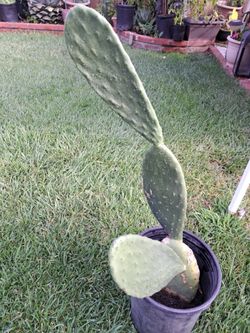 Nopal