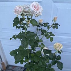 Rose Bush Plant, In 5 Gallóns Pot Pick Up Only