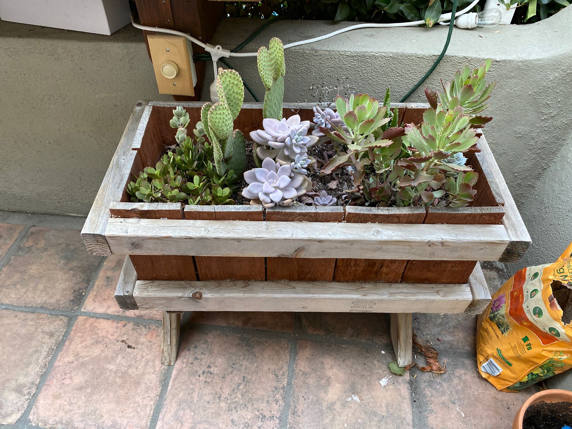 FREE Succulent Planters (with plants!)