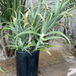 Aloe Vera Plant for Sale in Palmdale, CA - OfferUp