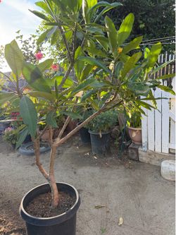 Plumeria