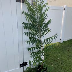 Neem Plant (5 Ft Tall )