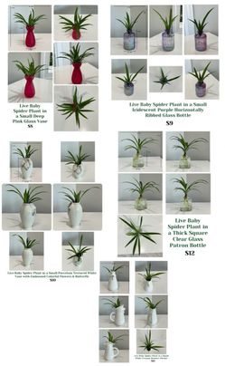 Small Live Baby Spider Plants in Bottles & Vases ($8-$12 each)