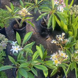 Plumerias