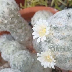 Beautiful Fragrance Succulent Plants.