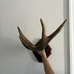 Heavy Antler