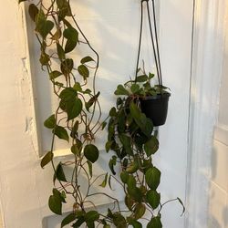 Philodendron Micans Trailing Plant