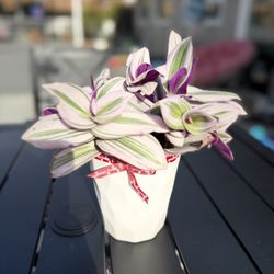 Tradescantia In Pot 