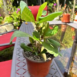 Corona De Cristo | Crown Of Thorns Plant