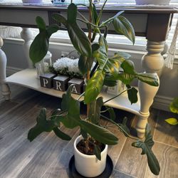 philodendron bipennifolium (horse head ) Plant