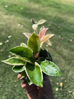 Hoya