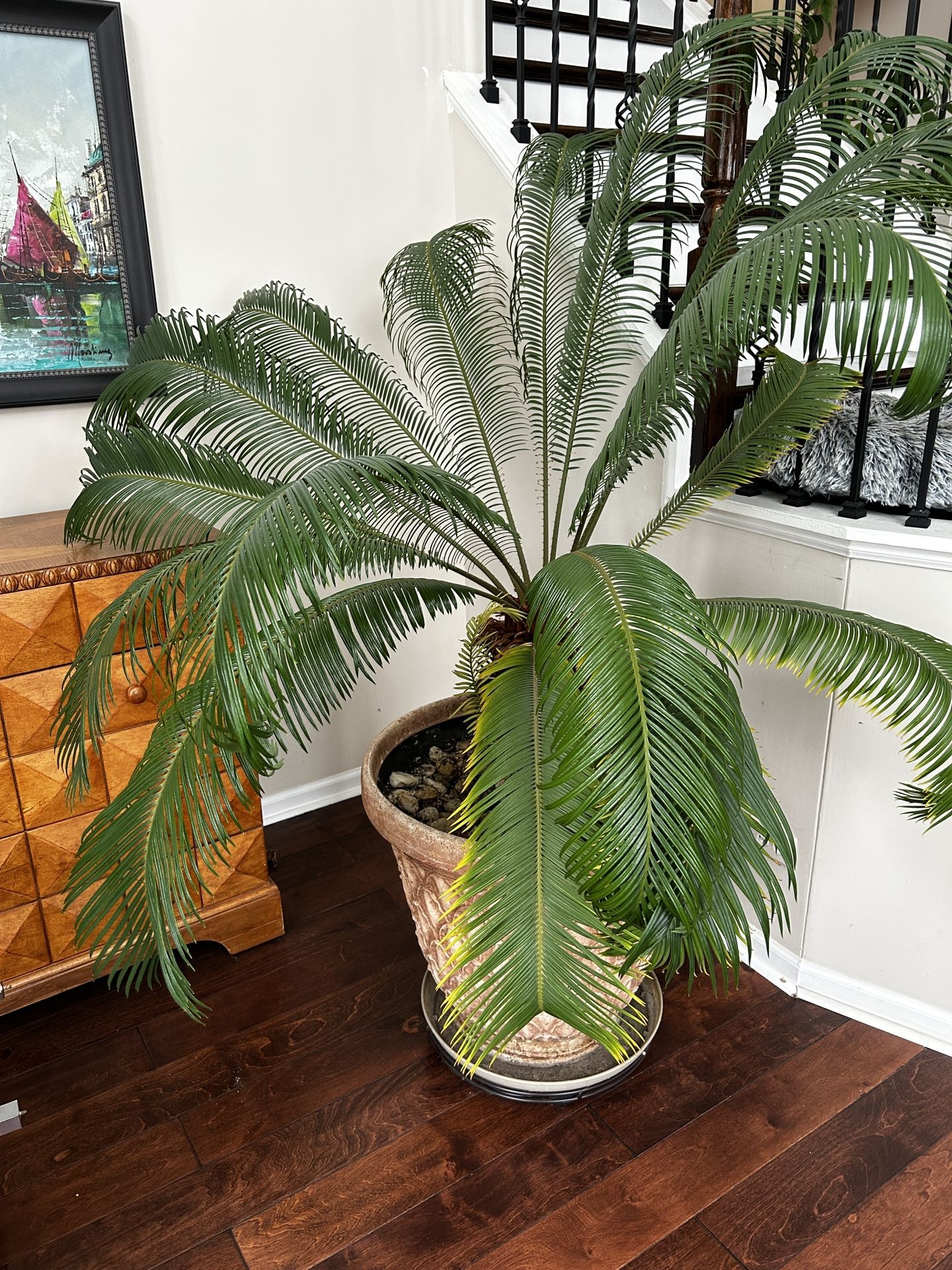 Extra Large Potted Sago Palm 