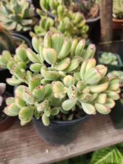 BEAUTIFUL VARIEGATED SUCULENTS.