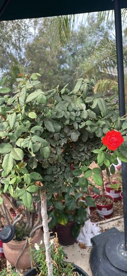 Rose tree