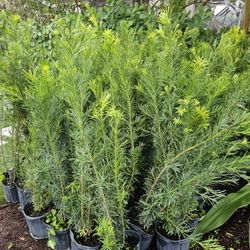huge Podocarpus  3 feet tall Instant Privacy Hedge For Fence Green Full 