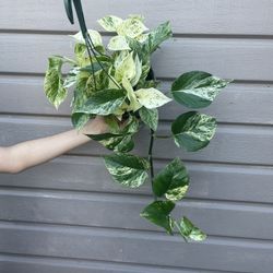 6” Trailing Snow Queen Pothos 