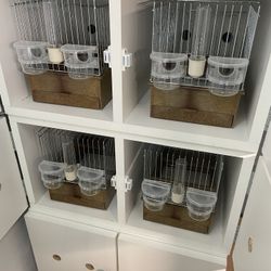 Singing Training Cabinet For Birds