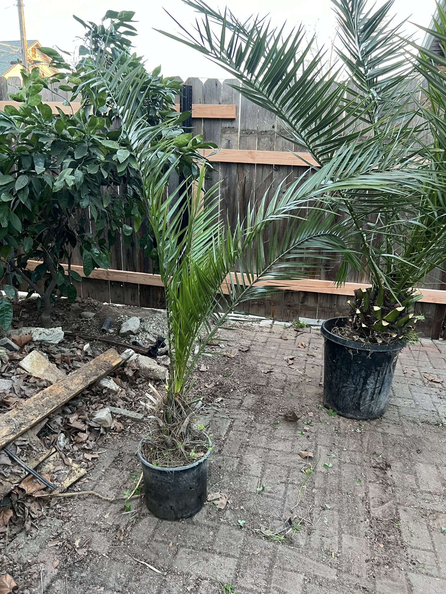 Canary Island date palm