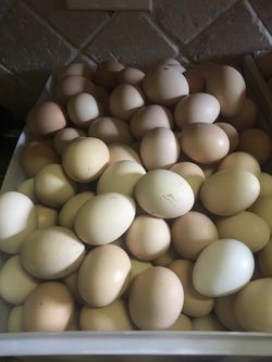 Huevos frescos fresh eggs