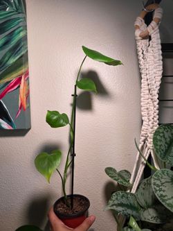 Juvenile Monstera Deliciosa