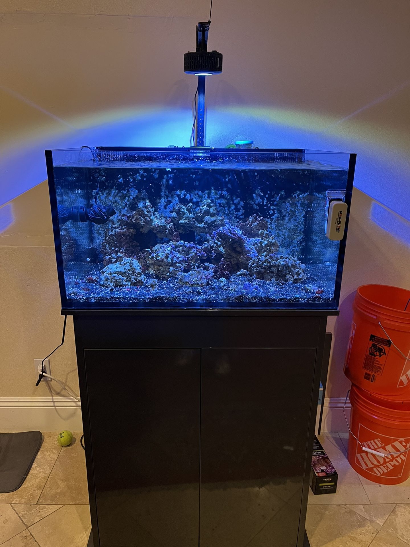 50 Gallon Salt Water Fish Tank