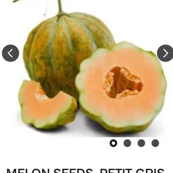 Melon Plants