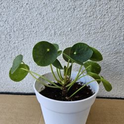Money Plant