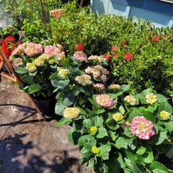 Hydrangeas 1 gallon
