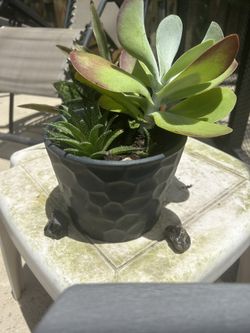 Enchanted Greenery Boutique 