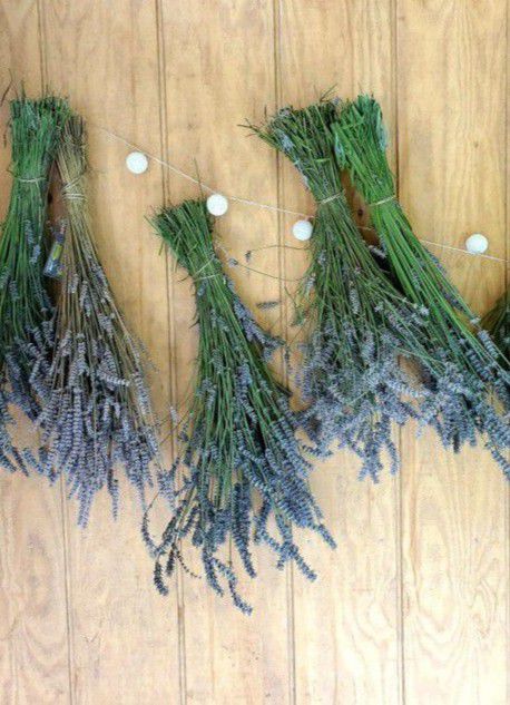 Lavender Bunches Dried 
