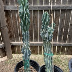 Large Night Blooming Cactus